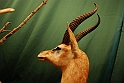 Museo Di Scienze Naturali - Animali 76